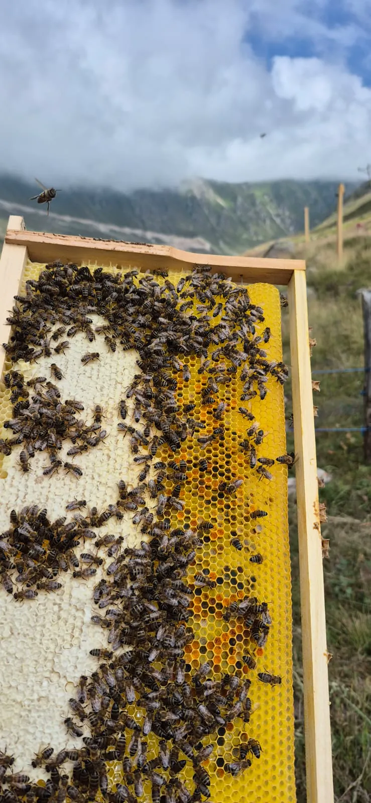 Bee hive and honey production